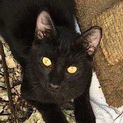 Thumbnail photo of Milo Kitten #1