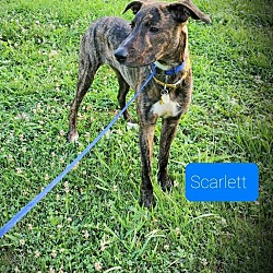 Photo of Scarlett($100 adopt fee)