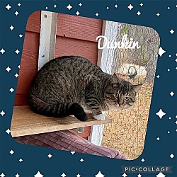 Photo of Dunkin’ (Tabby w/4 wht paws-M)