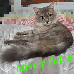 Photo of Mister Falco