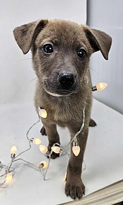 New York, NY - Beagle/Catahoula Leopard Dog. Meet Marcella a Pet for ...