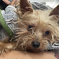 adopt a pet