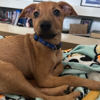 adopt a pet