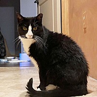 adopt a pet