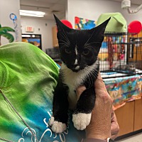 adopt a pet