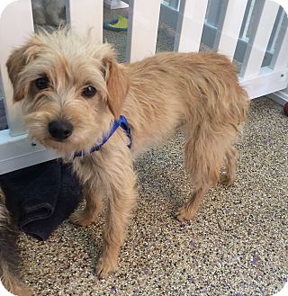 Maltese mini pinscher mix discount