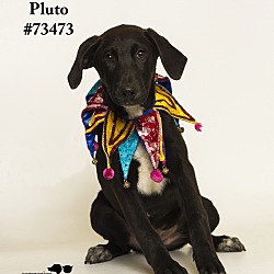 Thumbnail photo of Pluto #1