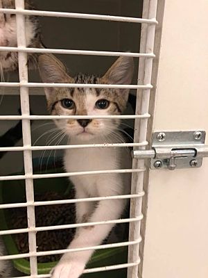 Humble Tx Domestic Shorthair Meet Tandy A Pet For Adoption