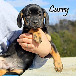 Thumbnail photo of Curry~adopted! #1