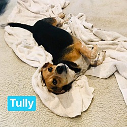 Thumbnail photo of TULLY #4