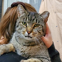 Thumbnail photo of Mouse -Adopted #2