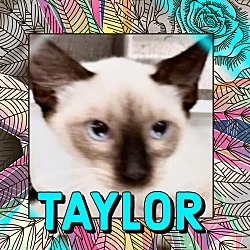 Photo of Taylor