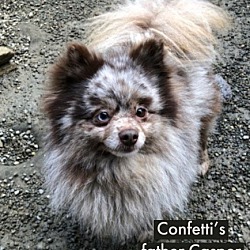 Thumbnail photo of Confetti #3