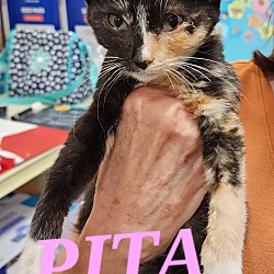 Thumbnail photo of Pita #1