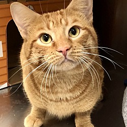 Spca muskoka hotsell