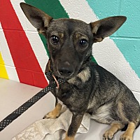adopt a pet