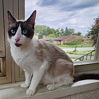 adopt a pet