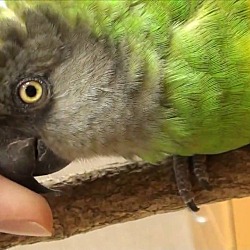 Thumbnail photo of RAJA The Senegal Parrot #3