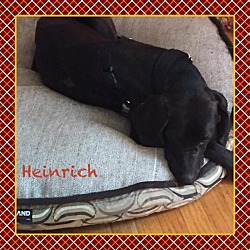 Thumbnail photo of Heinrich #1