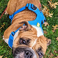 Buckeye Bulldog Rescue in Columbus, Ohio