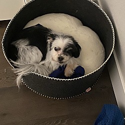 Puppies For Sale In Parker Colorado Adoptapet Com