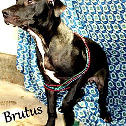 Thumbnail photo of Brutus ~ meet me! #3