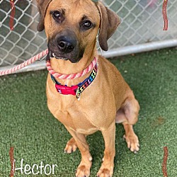 Photo of HECTOR