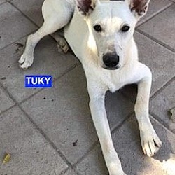 Photo of Tuky