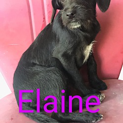 Thumbnail photo of Elaine #1