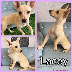 Photo of Lacey