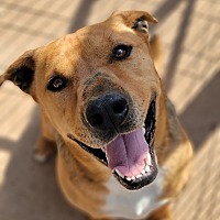adopt a pet
