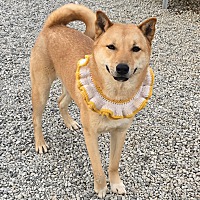 adopt-pet