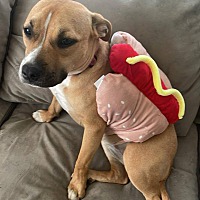 adopt a pet