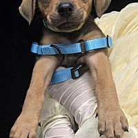 adopt a pet