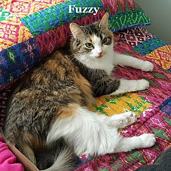 Thumbnail photo of Fuzzy #1