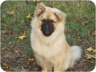 Grover Nc Leonberger Meet Chubacca A Pet For Adoption