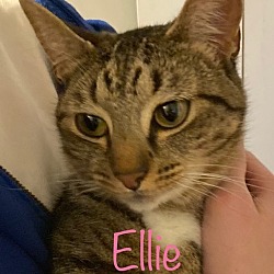 Photo of ELLIE