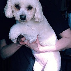 Photo of Reba, a young Maltese-Poodle girl