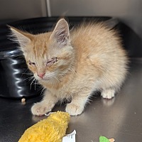 adopt a pet