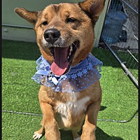 adopt-pet