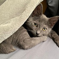 adopt a pet