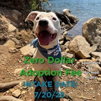 adopt a pet