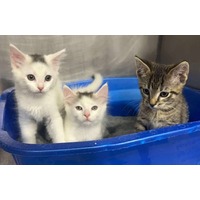 adopt-pet