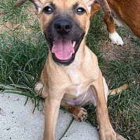 adopt a pet