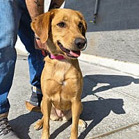 adopt a pet