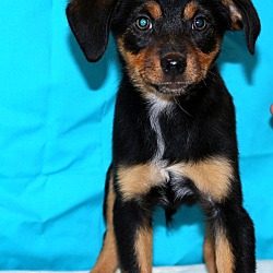 Thumbnail photo of Inka~adopted! #2