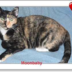 Thumbnail photo of SWEET MOON BABY IS A TALKER #3