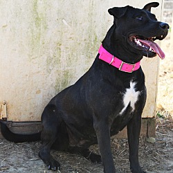 Thumbnail photo of Lilly ~adopted! #3