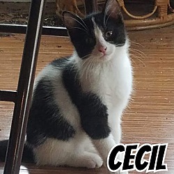 Photo of Cecil