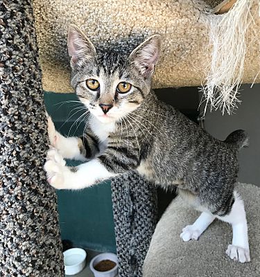 Lathrop Ca Manx Meet Hayden A Pet For Adoption
